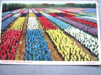 Bloembollenvelden groeten uit 1939  per stuk